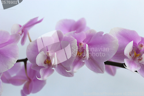 Image of branch of the blossoming pink orchid