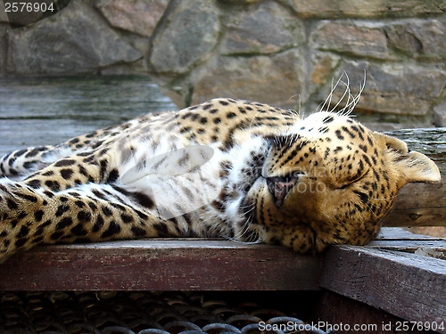 Image of nice leopard sleeping in the cell of zoo