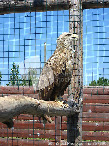 Image of Eagle sitting on a branch in the zoo