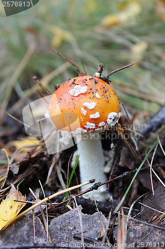 Image of Beautiful red fly agaric in the forest