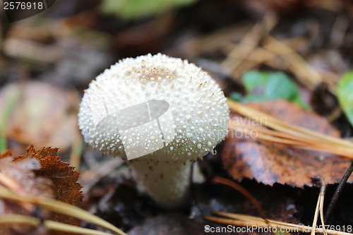 Image of white mushroom of Lycoperdon