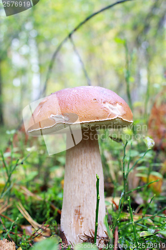 Image of Beautiful and little cep in the forest