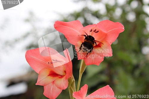 Image of bumblebee flying near flower of gladiolus