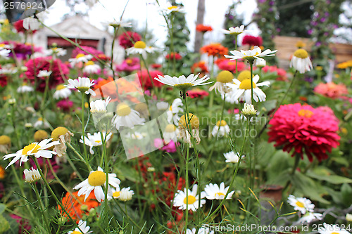 Image of many beautiful different flowers