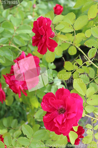 Image of beautiful flower of red rose