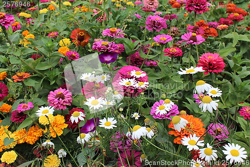 Image of many beautiful different flowers