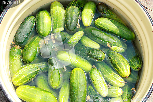 Image of Cucumbers prepared for preservation