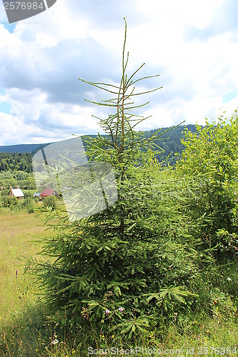 Image of Green young fur-tree on the hill