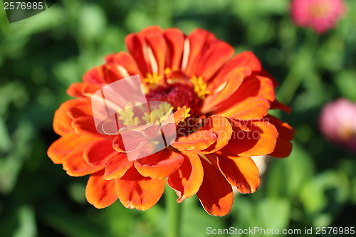 Image of fine red zinnia on the bed