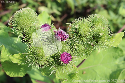 Image of blooming flowers of agrimonies