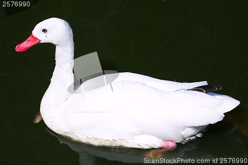 Image of White duck