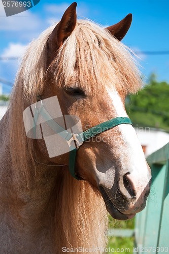 Image of Horse
