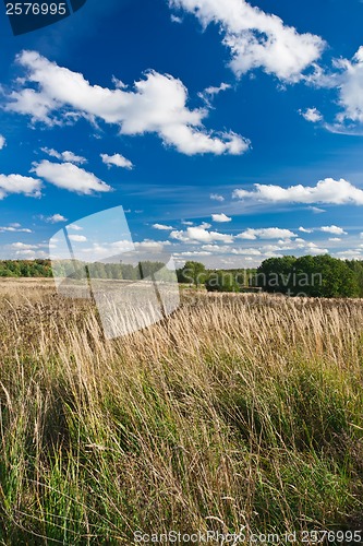 Image of Meadow
