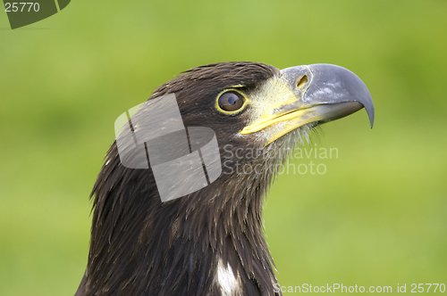 Image of Bald eagle