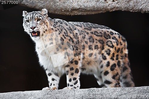 Image of Snow Leopard