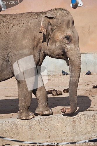 Image of Elephant