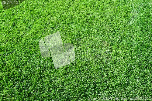 Image of Green grass