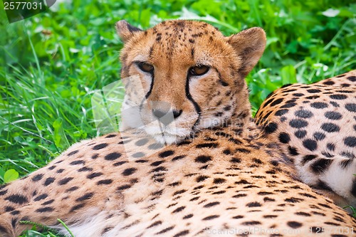 Image of Cheetah