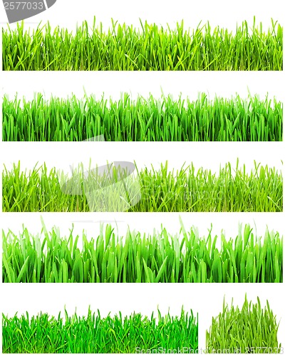 Image of Green grass