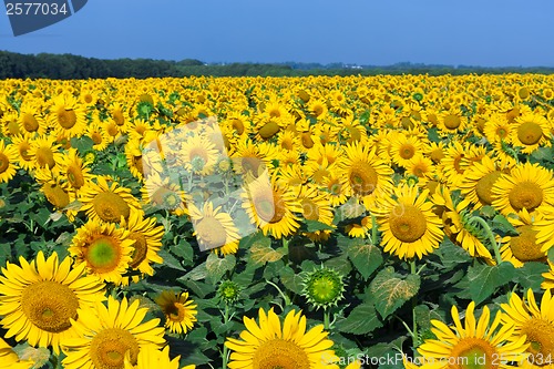 Image of Sunflowers