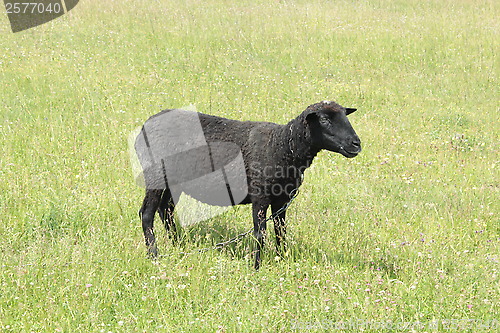 Image of black sheep grazing on the grass