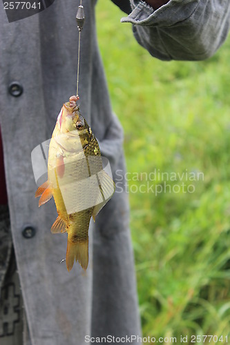 Image of caught big crucian on the hook