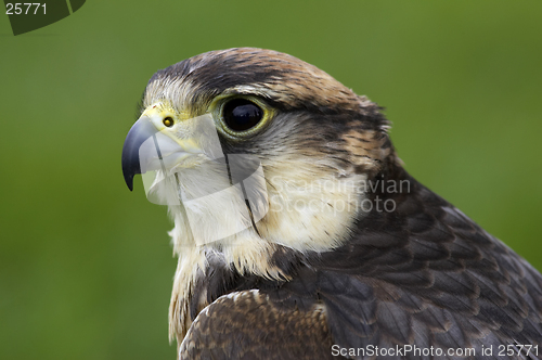 Image of Lanner falcon
