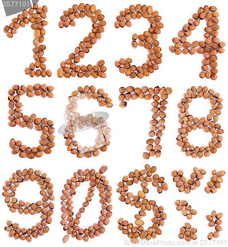 Image of Hazelnut Numbers