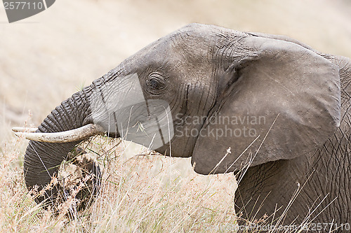 Image of African Elephant head