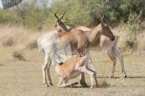 Image of Cokes Hartebeest 