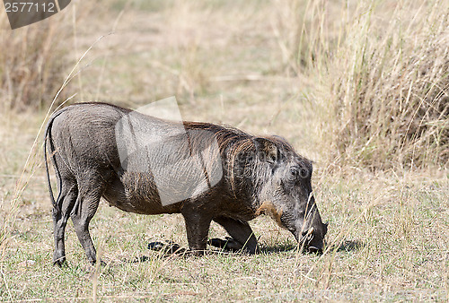 Image of Central African warthog