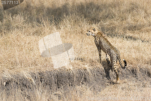Image of african cheetah