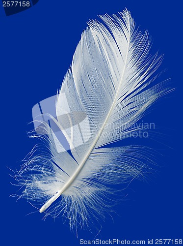 Image of Feather Cut Out