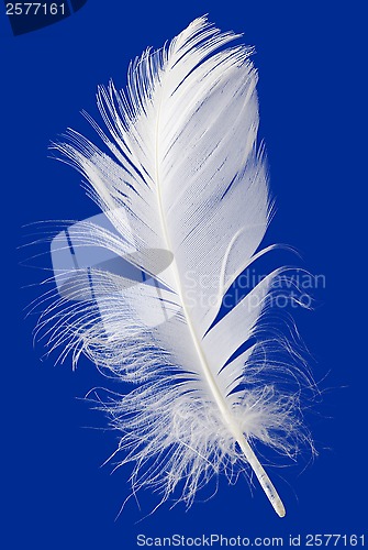 Image of Feather Cut Out