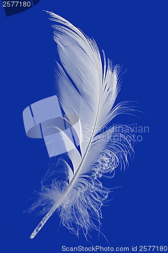 Image of Feather Cut Out