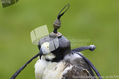 Image of Peregrine and lanner hybrid falcon