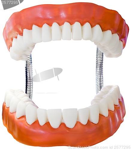 Image of Denture Model Cutout