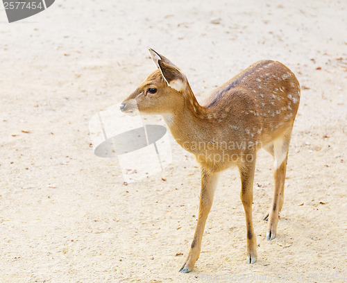 Image of Female roe deer