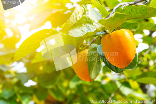 Image of Persimmon tree with fruit