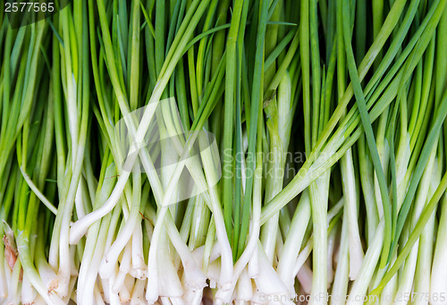 Image of Texture background of fresh scallion 