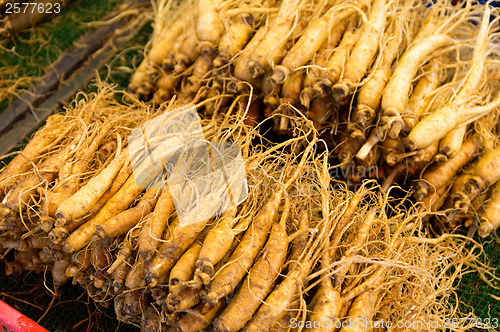 Image of Fresh ginseng