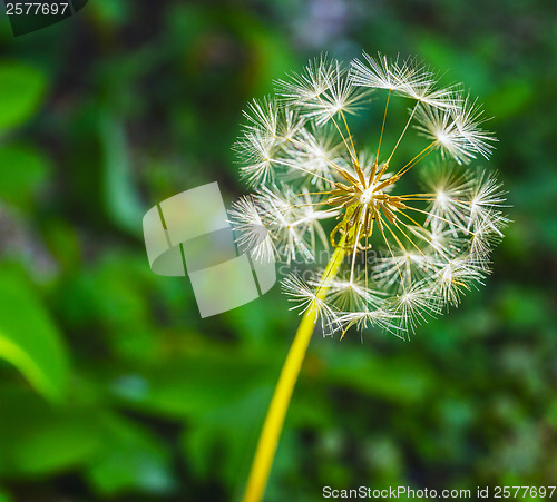 Image of Taraxacum officinale