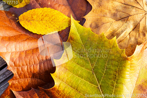 Image of Fall leaves 