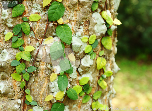Image of Ivy on tree bark