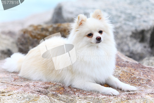 Image of White pomeranian dog sitting on the rock