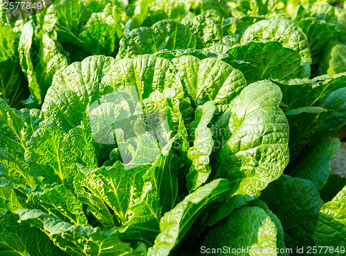 Image of Fresh lettuce in field