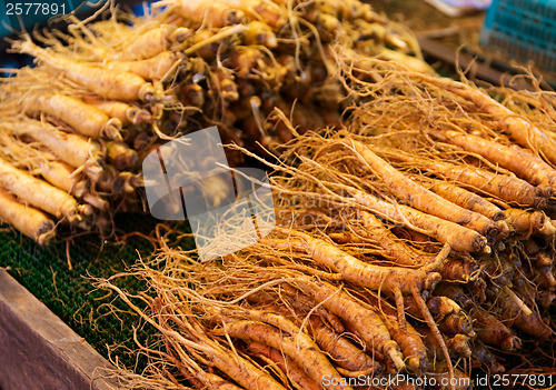 Image of Ginseng root stick