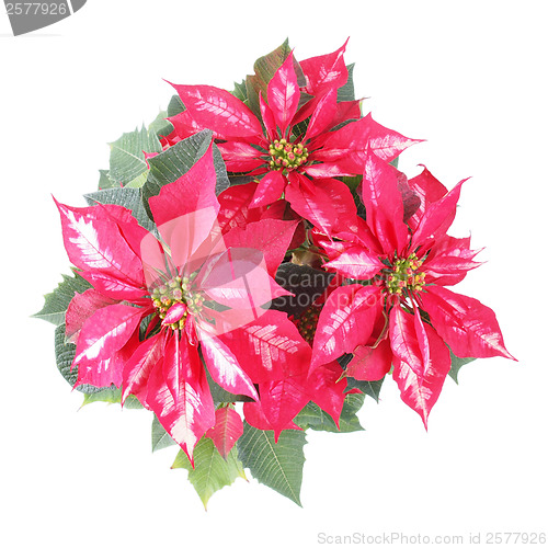 Image of Poinsettia Christmas Star