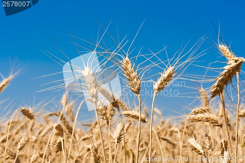 Image of Wheat field