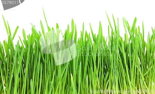 Image of Green grass